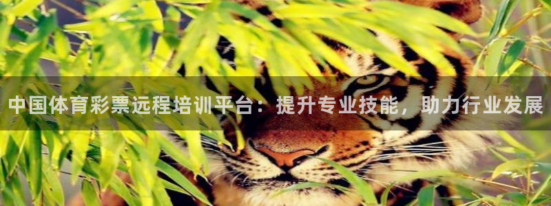 焦点娱乐加速器：中国体育彩票远程培训平台：提升专业技