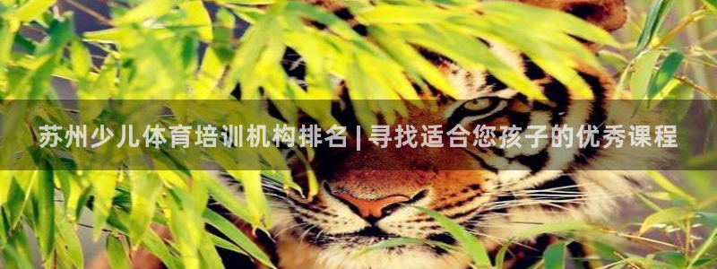 焦点娱乐官网下载苹果：苏州少儿体育培训机构排名 | 