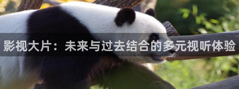 黑狐影院免费高清电影